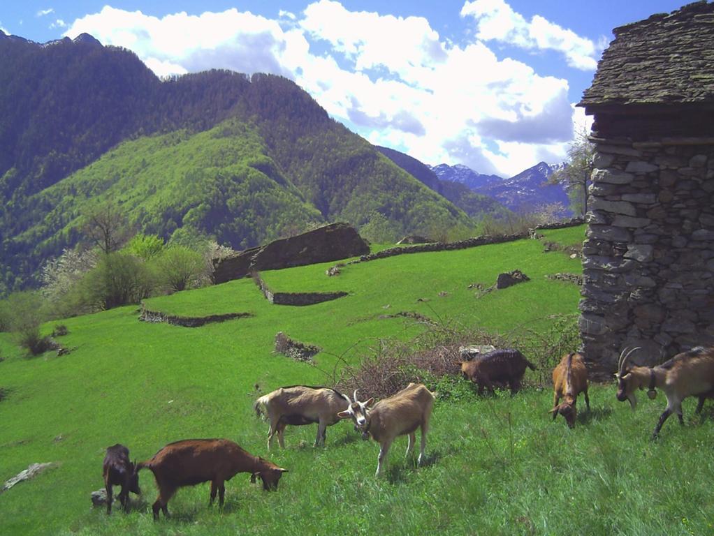 Villa Agri Scinghiöra Brontallo Esterno foto