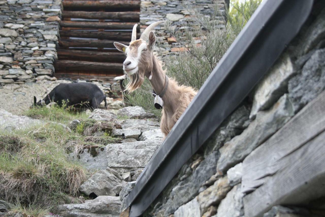 Villa Agri Scinghiöra Brontallo Esterno foto