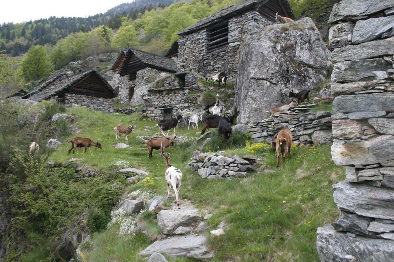 Villa Agri Scinghiöra Brontallo Esterno foto